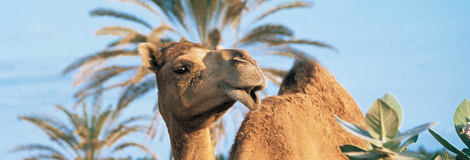 Oman luxury holidays
